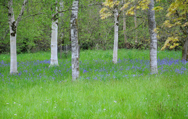 Bluebells growing in the lush green grass under several silver birch trees