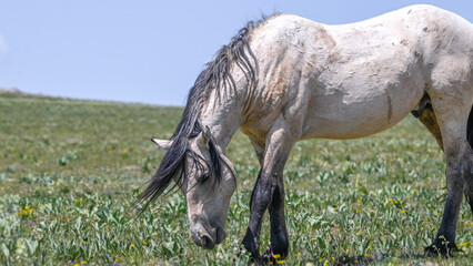 wild horse in the pryor mountains