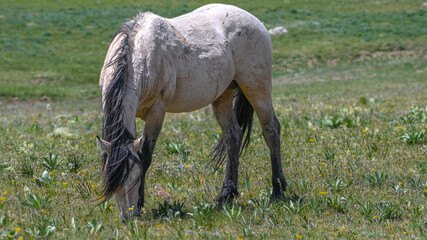 Wild horse in the pryor mountains