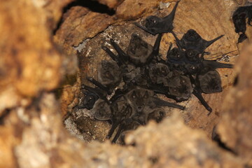 Colônia de morcegos