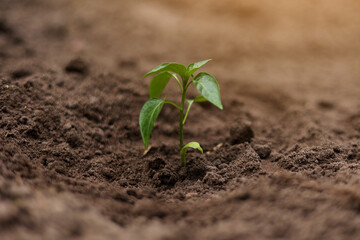 Planting green young seedling of plant pepper in a brown soil. Young fresh sprout in greenhouse or outdoors. Spring garden activity. Concept of agriculture, gardening. Copy space pace, macro, close up