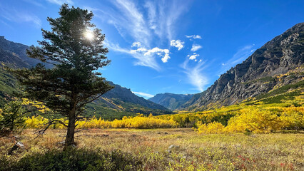 sun behind a pine tree in the fall