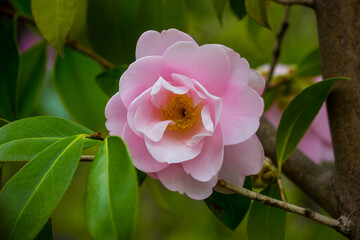 Obraz premium A pink camellia flower bud blooms on an evergreen shrub in spring garden. One flower on a twig brunch among fresh green leaves Camellia sinensis, used to make tea. Floral postcard. Floriculture.