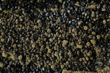 Mussels at Bude, Cornwall