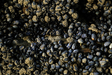 Mussels at Bude, Cornwall