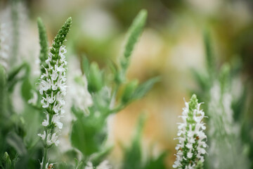 White salvia/sage (Salvia sp) growing in public garden
