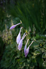 Obraz premium Hosta montana blooms in Vermont