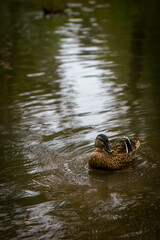 Single duck in water in Greenville, SC
