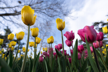 Obraz premium Tulips in a flower bed, yellow and pink flowers against the sky and trees, spring flowers.