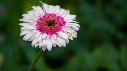 Obraz premium flowers grown in the greenhouse