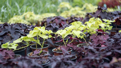 Plant grown in a greenhouse