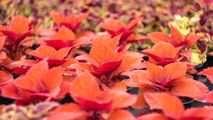 Coleus grown in a greenhouse
