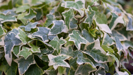 ornamental ivy grown in a greenhouse