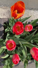 I love spring flowers. I think they are the most beautiful.