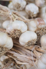 close up pf garlic on white background,