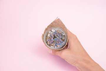 A woman's hand holds an echeveria Debbie succulent in a pot, wrapped in burlap on a pink pastel background