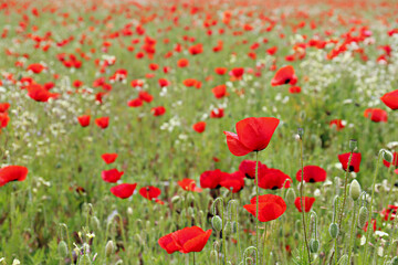 Fototapeta premium Red oriental poppies field on an environment friendly flower farm. Close up, copy space, background. Selective focus.