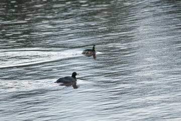 White-tufted grebe swimming in the lake