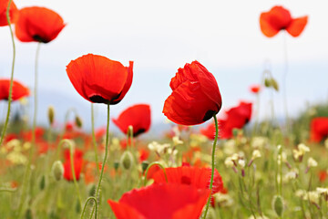 Red oriental poppies field on an environment friendly flower farm. Close up, copy space, background. Selective focus.