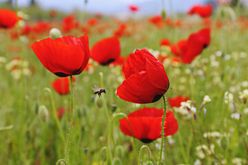 Fototapeta na wymiar Red oriental poppies field on an environment friendly flower farm. Close up, copy space, background. Selective focus.