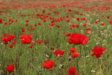 Fototapeta premium Red oriental poppies field on an environment friendly flower farm. Close up, copy space, background. Selective focus.