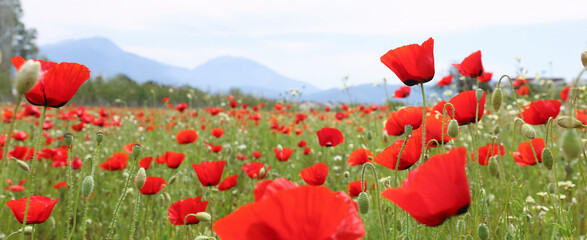 Red oriental poppies field on an environment friendly flower farm. Close up, copy space, blurred mountains background. Selective focus.