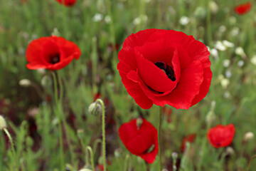 Fototapeta premium Red oriental poppies field on an environment friendly flower farm. Close up, copy space, background.
