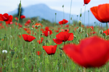 Red oriental poppies field on an environment friendly flower farm. Close up, copy space, blurred mountains background. Selective focus.