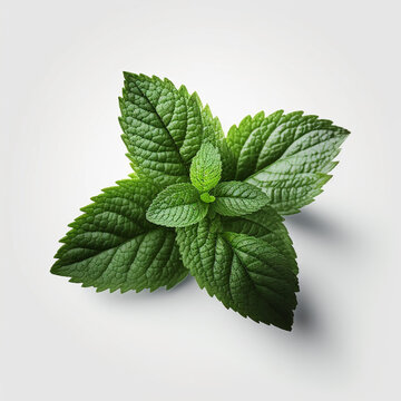 Mint Leaves Fresh Mint Herb 