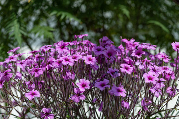 Obraz premium Close up of Madeira cranesbill (geranium maderense) flowers in bloom
