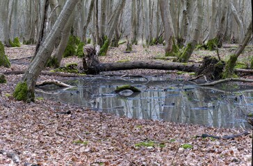 shallow pool in ancient woodlands