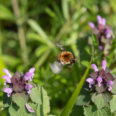 Working bee in flight between flowers