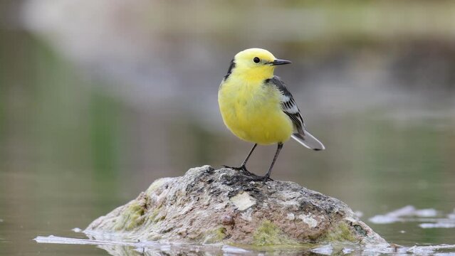 Citrine Wagtail Motacilla citreola on a wetland.