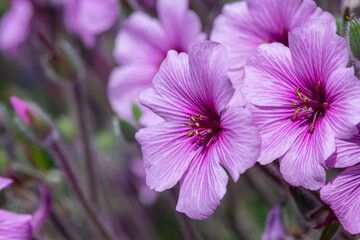 Fototapeta premium Close up of Madeira cranesbill (geranium maderense) flowers in bloom