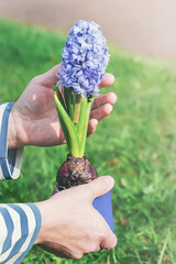 A person holds a hyacinth in her hands, selective focus.