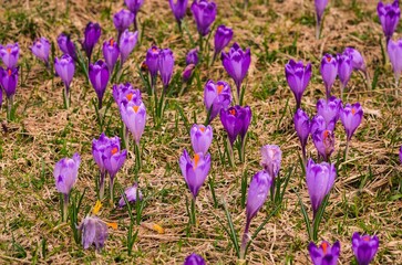 Obraz premium The most popular mountain valley in Poland in spring. Purple crocuses in a clearing in the Chocholowska Valley in the Western Tatras, Poland. Photo with a shallow depth of field.