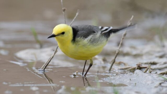 Citrine Wagtail Motacilla citreola on a wetland. Close up.