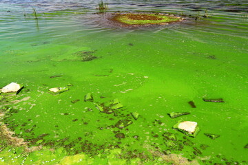 Water pollution by blooming blue-green algae - is world environmental problem. Water bodies, rivers and lakes with harmful algal blooms. Ecology polluted nature.