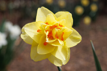 Yellow double daffodil flower blooming in a garden close up