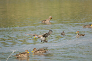 Yellow-billed pintail fishing in the lagoon