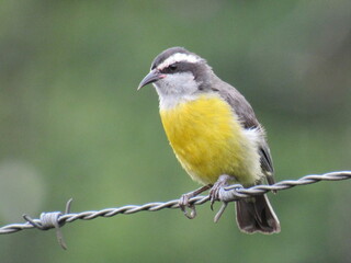 Obraz premium Bananaquit/Coereba flaveola (Linnaeus, 1758)