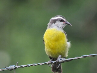 Coereba flaveola
(Linnaeus, 1758)/Bananaquit