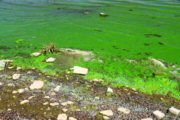 Water pollution by blooming blue-green algae - is world environmental problem. Water bodies, rivers and lakes with harmful algal blooms. Ecology polluted nature.