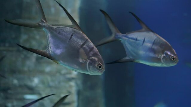 The charm of floating palomets in your aquarium: a relaxing video of beautiful fish in the water