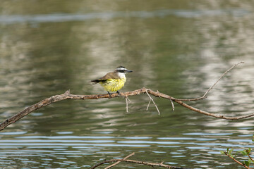 Great-kiskadee perched on a branch in the pond