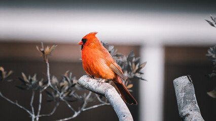 Photo of a red cardinal.
