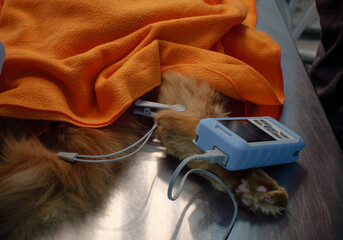 Measuring the cat's oxygen content in blood pulses with an apparatus. Pulse oximert on a cat's paw in the operating room. Resuscitation of a cat in a veterinary clinic and monitoring of vital signs. - obrazy, fototapety, plakaty