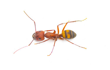 Wild Sandhill carpenter ant - Camponotus socius - side top dorsal view isolated on white background