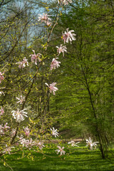 White magnolia flowers on a tree against the backdrop of a green spring park. blur and selective focus. Vertical photo.