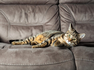 Adorable tabby cat on a couch. Looking at the viewer. The model has tiger style fur and green eyes.